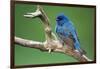 Male Indigo Bunting, close-up-Adam Jones-Framed Photographic Print