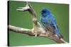 Male Indigo Bunting, close-up-Adam Jones-Stretched Canvas