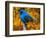 Male Indigo Bunting-Adam Jones-Framed Photographic Print