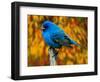 Male Indigo Bunting-Adam Jones-Framed Photographic Print