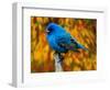 Male Indigo Bunting-Adam Jones-Framed Photographic Print