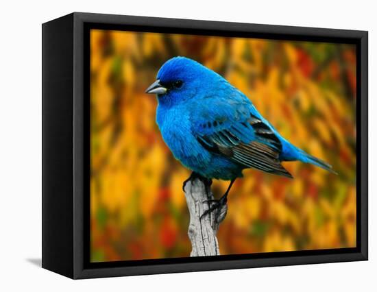 Male Indigo Bunting-Adam Jones-Framed Stretched Canvas