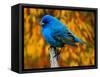 Male Indigo Bunting-Adam Jones-Framed Stretched Canvas