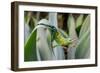 Male Jackson's chameleon moving between leaves, Hawaii-David Fleetham-Framed Photographic Print