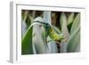 Male Jackson's chameleon moving between leaves, Hawaii-David Fleetham-Framed Photographic Print