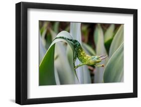 Male Jackson's chameleon moving between leaves, Hawaii-David Fleetham-Framed Photographic Print