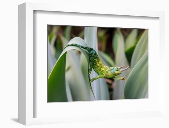 Male Jackson's chameleon moving between leaves, Hawaii-David Fleetham-Framed Photographic Print