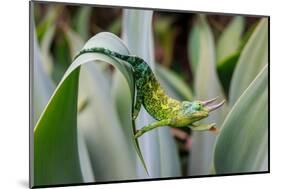 Male Jackson's chameleon moving between leaves, Hawaii-David Fleetham-Mounted Photographic Print