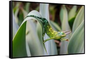 Male Jackson's chameleon moving between leaves, Hawaii-David Fleetham-Framed Stretched Canvas