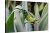 Male Jackson's chameleon moving between leaves, Hawaii-David Fleetham-Stretched Canvas