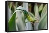 Male Jackson's chameleon moving between leaves, Hawaii-David Fleetham-Framed Stretched Canvas