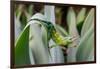 Male Jackson's chameleon moving between leaves, Hawaii-David Fleetham-Framed Photographic Print