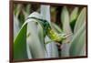 Male Jackson's chameleon moving between leaves, Hawaii-David Fleetham-Framed Photographic Print