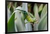 Male Jackson's chameleon moving between leaves, Hawaii-David Fleetham-Framed Photographic Print