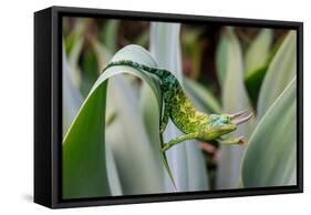 Male Jackson's chameleon moving between leaves, Hawaii-David Fleetham-Framed Stretched Canvas