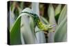 Male Jackson's chameleon moving between leaves, Hawaii-David Fleetham-Stretched Canvas