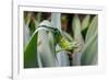 Male Jackson's chameleon moving between leaves, Hawaii-David Fleetham-Framed Photographic Print