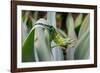 Male Jackson's chameleon moving between leaves, Hawaii-David Fleetham-Framed Photographic Print