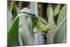 Male Jackson's chameleon moving between leaves, Hawaii-David Fleetham-Mounted Photographic Print