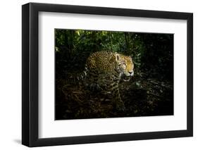 Male Jaguar walking through rainforest, Belize-Paul Williams-Framed Photographic Print