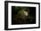 Male Jaguar walking through rainforest, Belize-Paul Williams-Framed Photographic Print