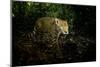 Male Jaguar walking through rainforest, Belize-Paul Williams-Mounted Photographic Print
