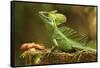 Male Jesus Christo Lizard, Costa Rica, Central America-Don Mammoser-Framed Stretched Canvas