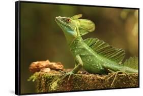 Male Jesus Christo Lizard, Costa Rica, Central America-Don Mammoser-Framed Stretched Canvas