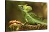 Male Jesus Christo Lizard, Costa Rica, Central America-Don Mammoser-Stretched Canvas