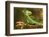 Male Jesus Christo Lizard, Costa Rica, Central America-Don Mammoser-Framed Photographic Print