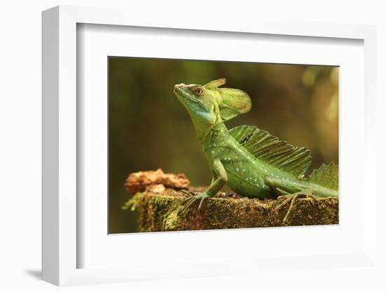 Male Jesus Christo Lizard, Costa Rica, Central America-Don Mammoser-Framed Photographic Print