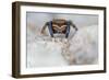 Male Jumping spider close up, Derbyshire, UK-Alex Hyde-Framed Photographic Print