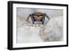 Male Jumping spider close up, Derbyshire, UK-Alex Hyde-Framed Photographic Print