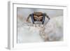 Male Jumping spider close up, Derbyshire, UK-Alex Hyde-Framed Photographic Print