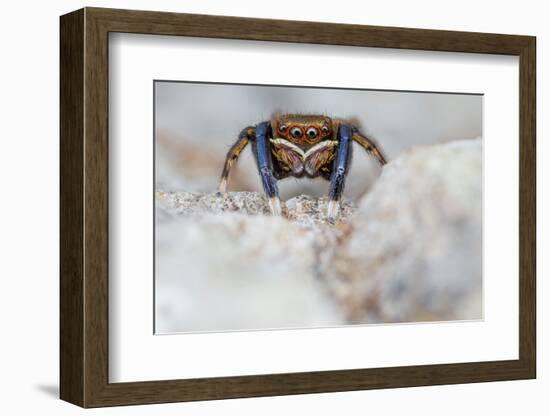 Male Jumping spider close up, Derbyshire, UK-Alex Hyde-Framed Photographic Print