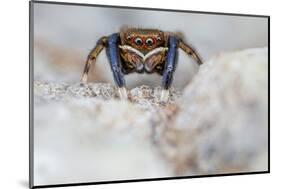 Male Jumping spider close up, Derbyshire, UK-Alex Hyde-Mounted Photographic Print
