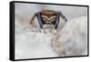 Male Jumping spider close up, Derbyshire, UK-Alex Hyde-Framed Stretched Canvas