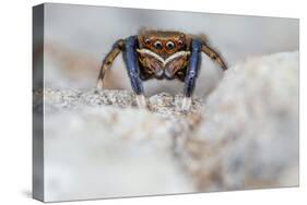 Male Jumping spider close up, Derbyshire, UK-Alex Hyde-Stretched Canvas