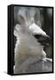 Male Juvenile Harpy Eagle-W. Perry Conway-Framed Stretched Canvas