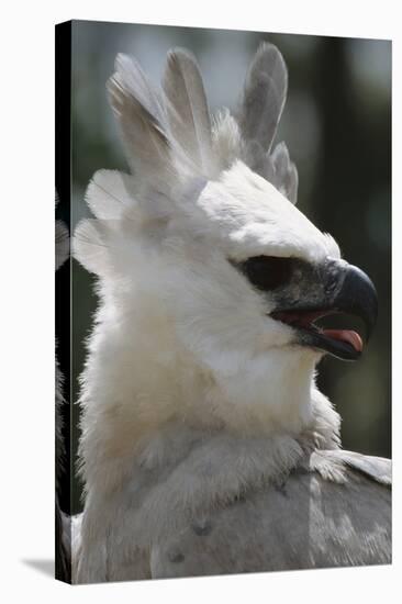 Male Juvenile Harpy Eagle-W. Perry Conway-Stretched Canvas