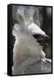 Male Juvenile Harpy Eagle-W. Perry Conway-Framed Stretched Canvas