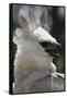 Male Juvenile Harpy Eagle-W. Perry Conway-Framed Stretched Canvas