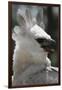 Male Juvenile Harpy Eagle-W. Perry Conway-Framed Photographic Print