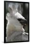 Male Juvenile Harpy Eagle-W. Perry Conway-Framed Photographic Print