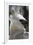 Male Juvenile Harpy Eagle-W. Perry Conway-Framed Photographic Print