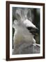 Male Juvenile Harpy Eagle-W. Perry Conway-Framed Photographic Print