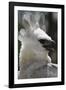 Male Juvenile Harpy Eagle-W. Perry Conway-Framed Photographic Print