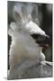 Male Juvenile Harpy Eagle-W. Perry Conway-Mounted Photographic Print