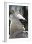 Male Juvenile Harpy Eagle-W. Perry Conway-Framed Photographic Print