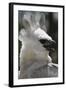 Male Juvenile Harpy Eagle-W. Perry Conway-Framed Photographic Print